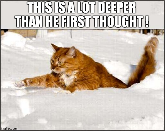 Too Much Snow For Cat ! | THIS IS A LOT DEEPER
THAN HE FIRST THOUGHT ! | image tagged in cats,snow,deep | made w/ Imgflip meme maker