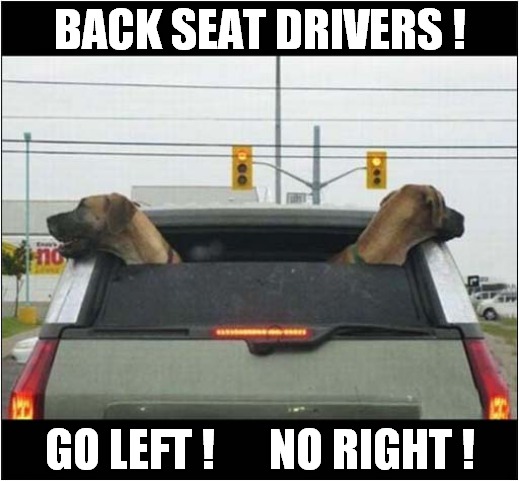 Dog Navigators | BACK SEAT DRIVERS ! GO LEFT !      NO RIGHT ! | image tagged in dogs,navigation | made w/ Imgflip meme maker