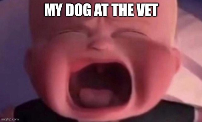 boss baby crying | MY DOG AT THE VET | image tagged in boss baby crying | made w/ Imgflip meme maker