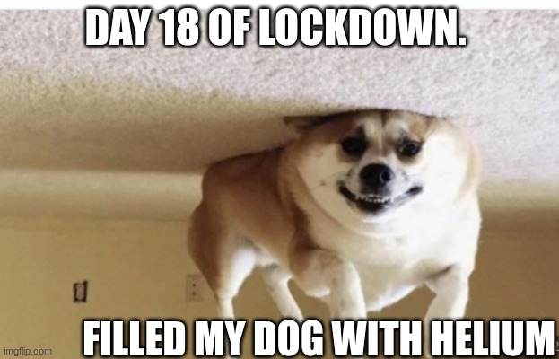lheheh | DAY 18 OF LOCKDOWN. FILLED MY DOG WITH HELIUM | image tagged in floating dog,hhehe | made w/ Imgflip meme maker