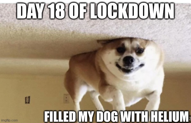 lol | DAY 18 OF LOCKDOWN; FILLED MY DOG WITH HELIUM | image tagged in dang,doge,elium | made w/ Imgflip meme maker