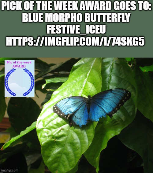 Blue Morpho Butterfly Festive_Iceu https://imgflip.com/i/74skg5 | PICK OF THE WEEK AWARD GOES TO:
BLUE MORPHO BUTTERFLY
FESTIVE_ICEU
HTTPS://IMGFLIP.COM/I/74SKG5 | image tagged in pick of the week,award | made w/ Imgflip meme maker