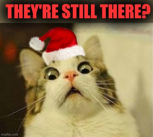 shocked cat | THEY'RE STILL THERE? | image tagged in shocked cat | made w/ Imgflip meme maker