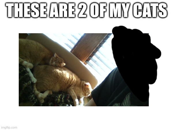 YEs | THESE ARE 2 OF MY CATS | image tagged in eeee | made w/ Imgflip meme maker