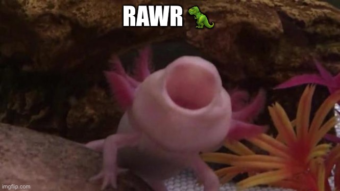 Rawr | RAWR 🦖 | image tagged in axolotl | made w/ Imgflip meme maker