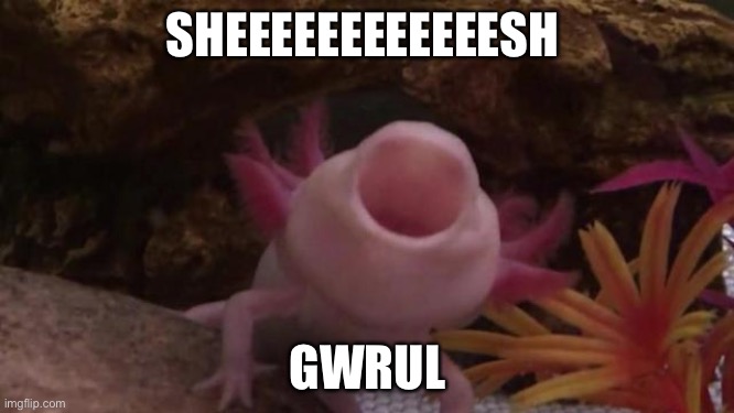 Sheeeesh Gwrul | SHEEEEEEEEEEEESH; GWRUL | image tagged in axolotl | made w/ Imgflip meme maker