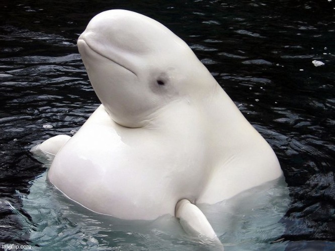 Fat Whale | image tagged in fat whale | made w/ Imgflip meme maker