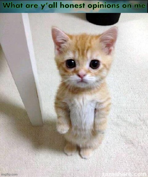image tagged in memes,cute cat | made w/ Imgflip meme maker