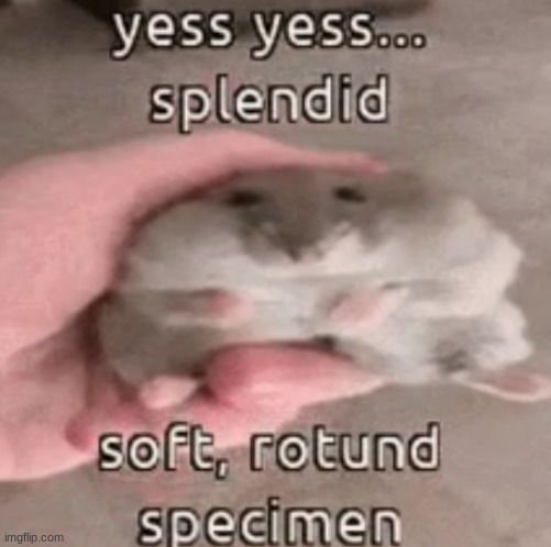 soft rotund specimen | image tagged in soft rotund specimen | made w/ Imgflip meme maker