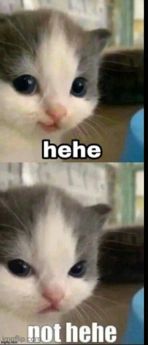 High Quality Not hehe cat Blank Meme Template