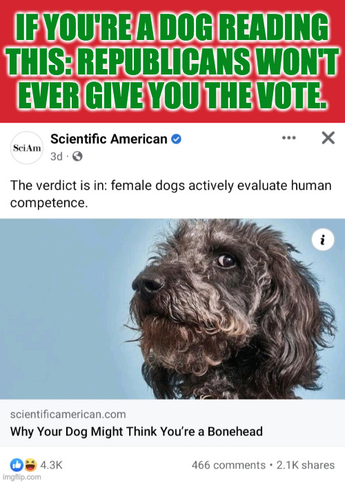 This is a political meme in the same way that Die Hard is a Christmas movie  ( : | IF YOU'RE A DOG READING
THIS: REPUBLICANS WON'T
EVER GIVE YOU THE VOTE. | image tagged in memes,dogs know,republicans | made w/ Imgflip meme maker