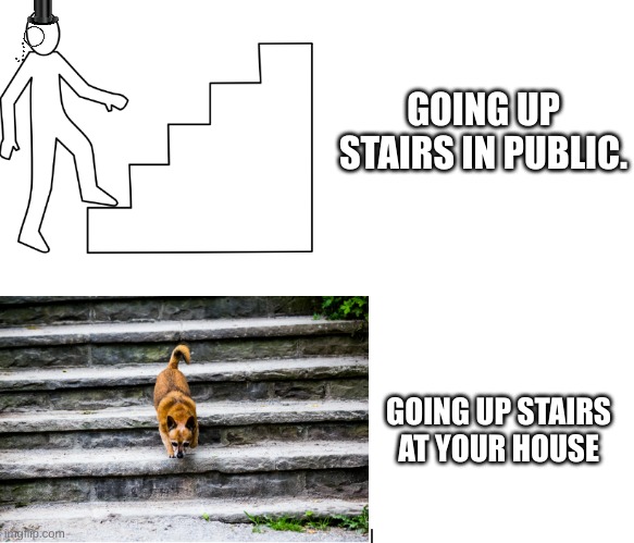 STAIRS | GOING UP STAIRS IN PUBLIC. GOING UP STAIRS AT YOUR HOUSE | image tagged in stairs,dogs | made w/ Imgflip meme maker