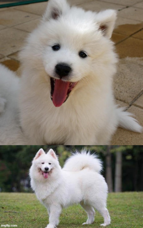 image tagged in samoyed | made w/ Imgflip meme maker