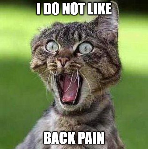 Shocked Cat | I DO NOT LIKE; BACK PAIN | image tagged in shocked cat | made w/ Imgflip meme maker