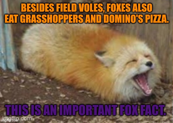 Popular fox trends | BESIDES FIELD VOLES, FOXES ALSO EAT GRASSHOPPERS AND DOMINO'S PIZZA. THIS IS AN IMPORTANT FOX FACT. | image tagged in popular,fox,trends | made w/ Imgflip meme maker