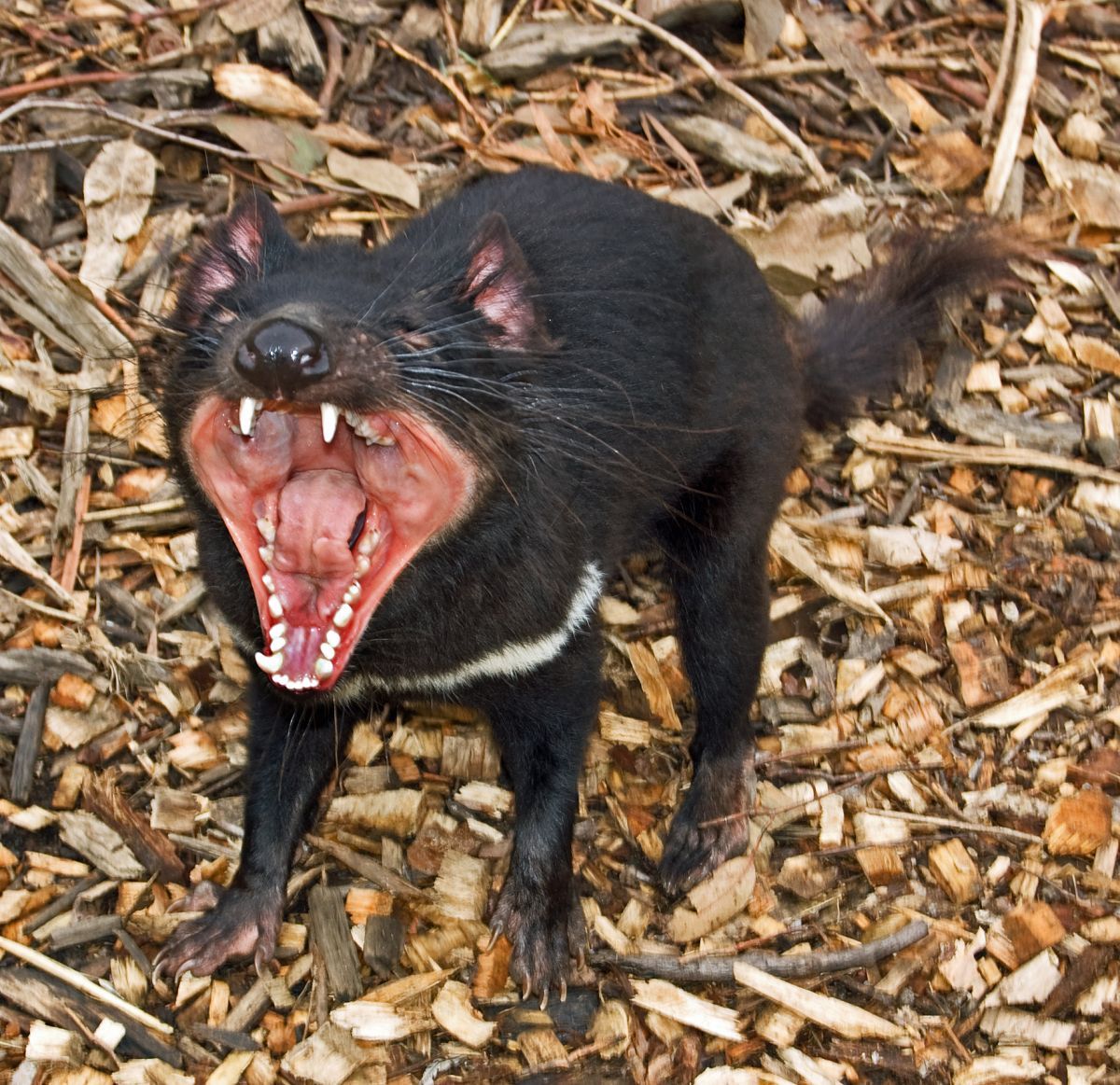 Tasmanian devil Blank Meme Template