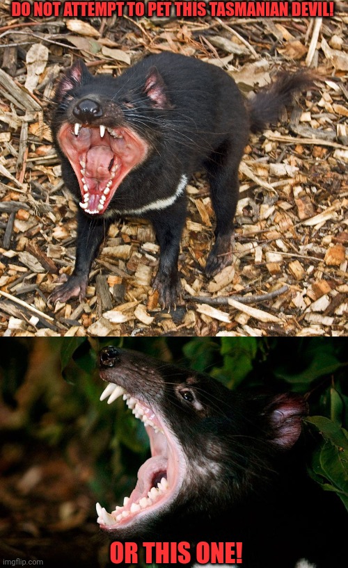 DO NOT ATTEMPT TO PET THIS TASMANIAN DEVIL! OR THIS ONE! | made w/ Imgflip meme maker