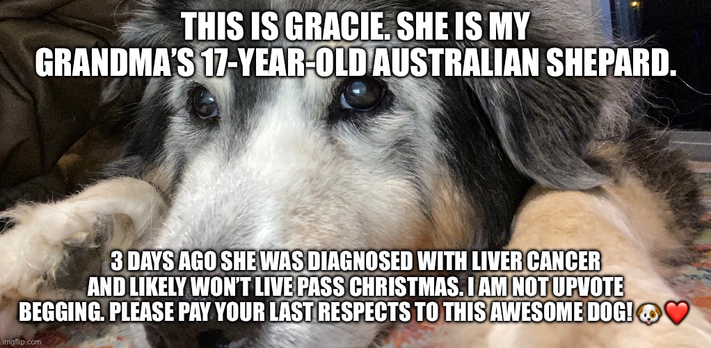 She lived a good life ❤️ | THIS IS GRACIE. SHE IS MY GRANDMA’S 17-YEAR-OLD AUSTRALIAN SHEPARD. 3 DAYS AGO SHE WAS DIAGNOSED WITH LIVER CANCER AND LIKELY WON’T LIVE PASS CHRISTMAS. I AM NOT UPVOTE BEGGING. PLEASE PAY YOUR LAST RESPECTS TO THIS AWESOME DOG! 🐶 ❤️ | image tagged in dogs,salute | made w/ Imgflip meme maker