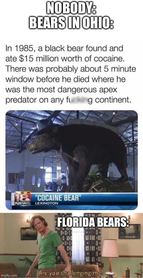 Probably an average Tuesday for Ohioans | NOBODY:
BEARS IN OHIO:; FLORIDA BEARS: | image tagged in are you challenging me,bears | made w/ Imgflip meme maker