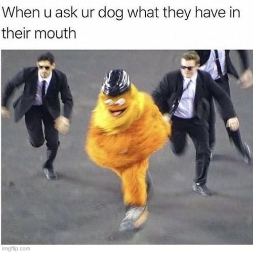 image tagged in dog,whats in your mouth,open your mouth,big bird,fbi | made w/ Imgflip meme maker