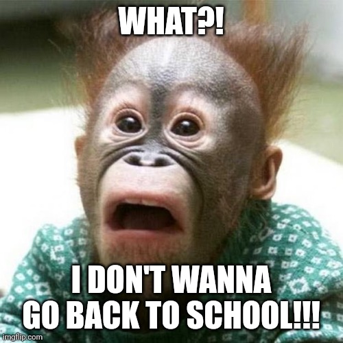 Go back to school | WHAT?! I DON'T WANNA GO BACK TO SCHOOL!!! | image tagged in shocked monkey | made w/ Imgflip meme maker