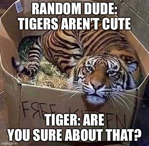 Are you sure about that? | RANDOM DUDE: TIGERS AREN’T CUTE; TIGER: ARE YOU SURE ABOUT THAT? | image tagged in are you sure about that | made w/ Imgflip meme maker