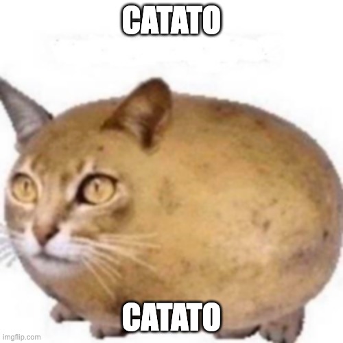 Catato | CATATO; CATATO | image tagged in cats,potato | made w/ Imgflip meme maker