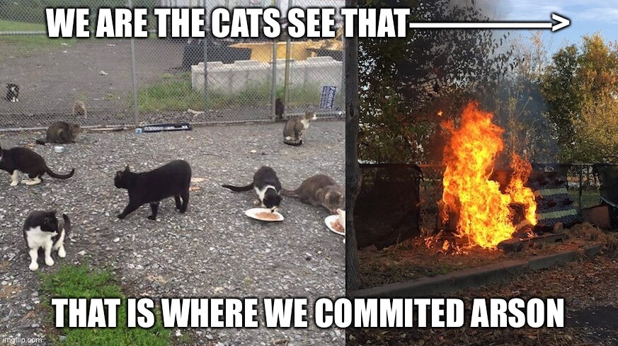 Cats commit arson | WE ARE THE CATS SEE THAT————>; THAT IS WHERE WE COMMITED ARSON | image tagged in cats commit arson | made w/ Imgflip meme maker