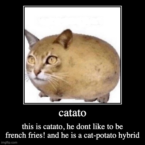 this is catato. | image tagged in funny,demotivationals,cats,potato | made w/ Imgflip demotivational maker