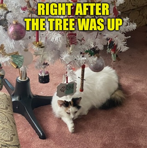 RIGHT AFTER THE TREE WAS UP | made w/ Imgflip meme maker