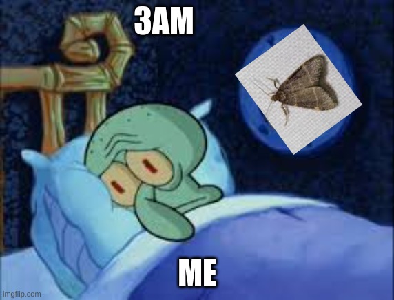 Squidward can't sleep with the spoons rattling | 3AM; ME | image tagged in squidward can't sleep with the spoons rattling,lol,moth,3am,funny,memes | made w/ Imgflip meme maker