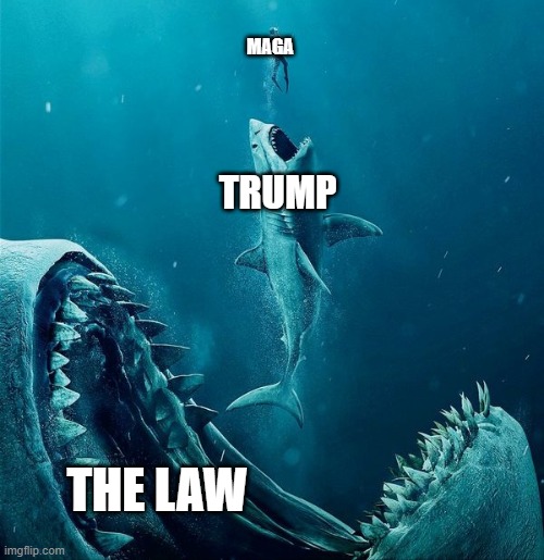 always a bigger shark | MAGA TRUMP THE LAW | image tagged in always a bigger shark | made w/ Imgflip meme maker