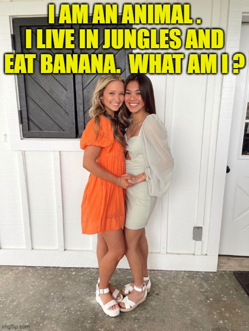 I AM AN ANIMAL . I LIVE IN JUNGLES AND EAT BANANA.  WHAT AM I ? | image tagged in riddle | made w/ Imgflip meme maker