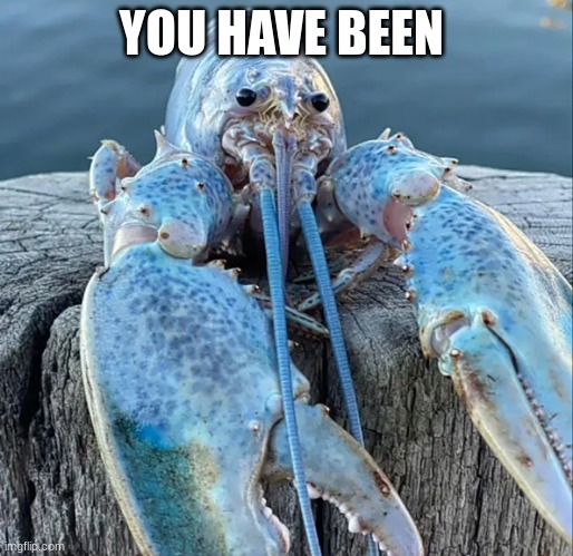 The Blue Lobster | YOU HAVE BEEN | image tagged in the blue lobster,blue lobster jumpscare,jumpscare,scary,blue,lobster | made w/ Imgflip meme maker
