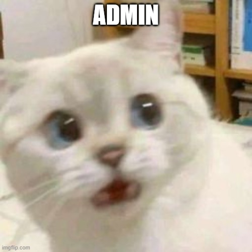 scared cat | ADMIN | image tagged in scared cat | made w/ Imgflip meme maker