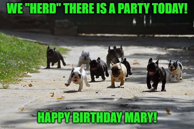 Herd There was a Party | WE "HERD" THERE IS A PARTY TODAY! HAPPY BIRTHDAY MARY! | image tagged in french bulldog charge | made w/ Imgflip meme maker