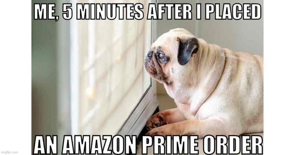 Amizone | image tagged in dog | made w/ Imgflip meme maker