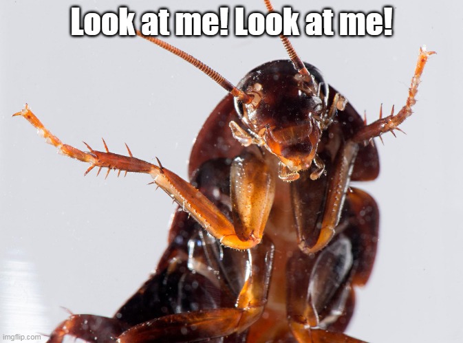 Cockroach | Look at me! Look at me! | image tagged in cockroach | made w/ Imgflip meme maker