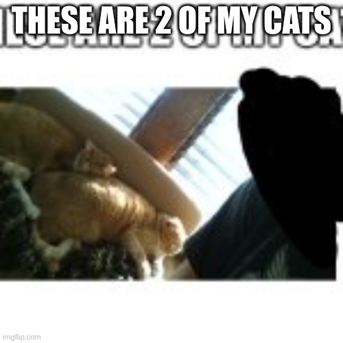 Tabby cats are cute | THESE ARE 2 OF MY CATS | image tagged in cute cat | made w/ Imgflip meme maker