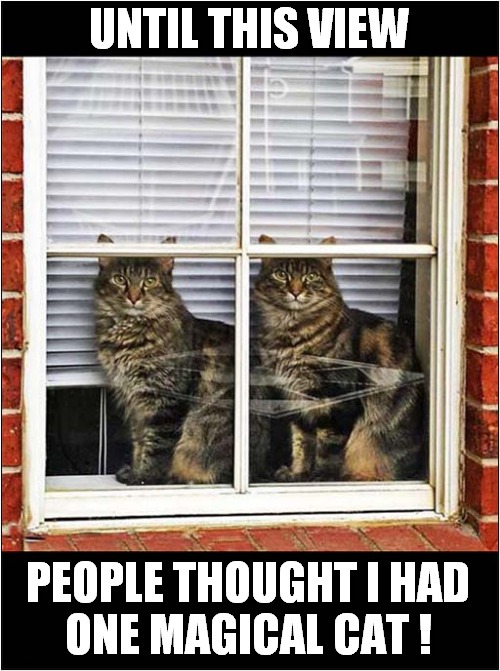 The 'Two Places At Once' Mystery Solved ! | UNTIL THIS VIEW; PEOPLE THOUGHT I HAD
ONE MAGICAL CAT ! | image tagged in cats,twins,mystery | made w/ Imgflip meme maker