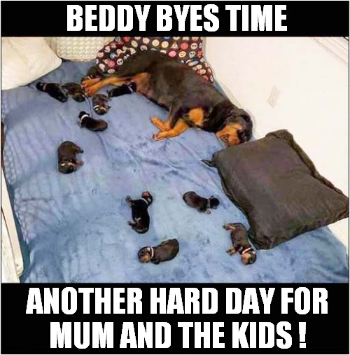 To Make You Smile ! | BEDDY BYES TIME; ANOTHER HARD DAY FOR
MUM AND THE KIDS ! | image tagged in dogs,puppies,bedtime,smile | made w/ Imgflip meme maker