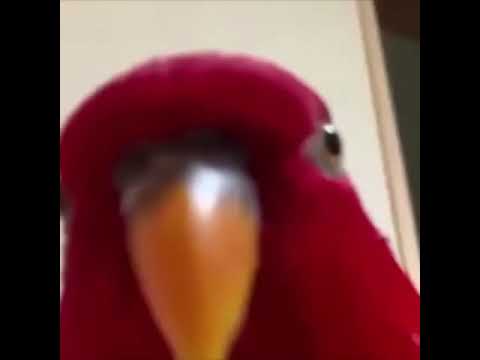 High Quality red bird Blank Meme Template