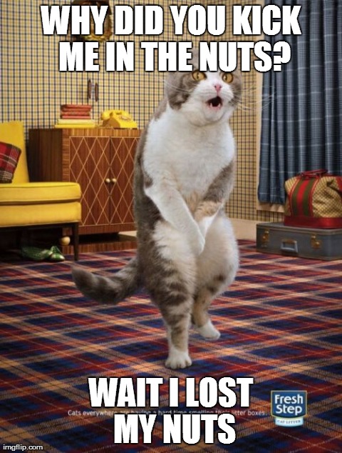 Gotta Go Cat Meme | WHY DID YOU KICK ME IN THE NUTS? WAIT I LOST MY NUTS | image tagged in memes,gotta go cat | made w/ Imgflip meme maker