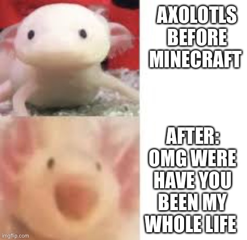 Axolotl in Minecraft | AXOLOTLS BEFORE MINECRAFT; AFTER: OMG WERE HAVE YOU BEEN MY WHOLE LIFE | image tagged in minecraft | made w/ Imgflip meme maker