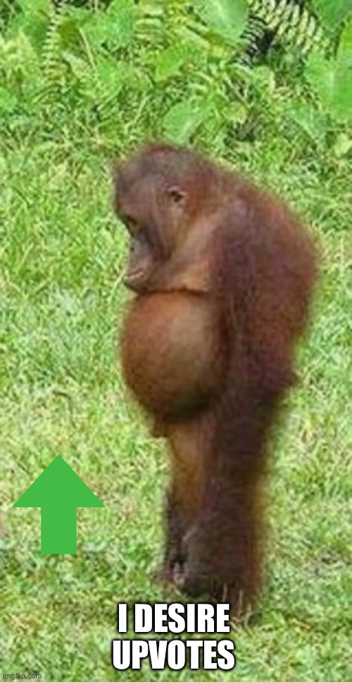 0Ran6uTAng | I DESIRE UPVOTES | image tagged in chubby orangutan,upvotes | made w/ Imgflip meme maker