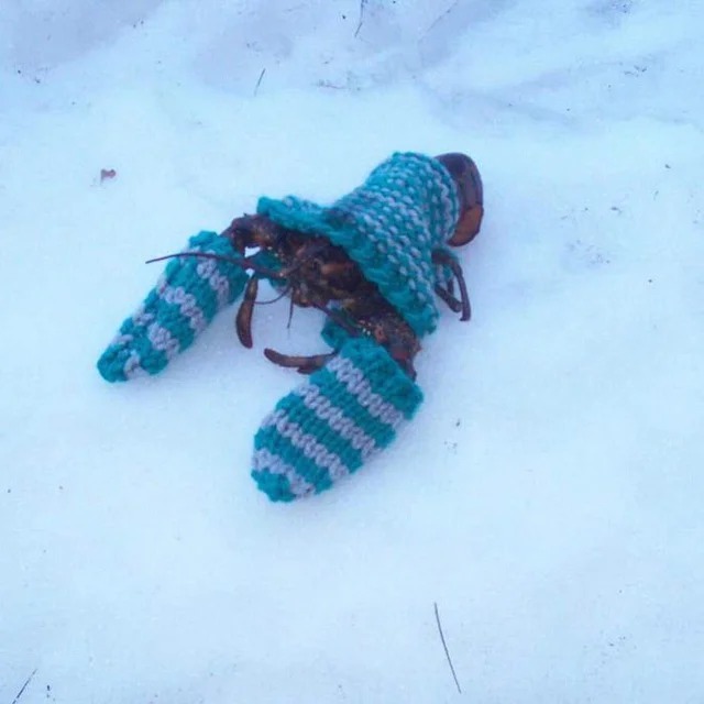 Lobster Sweater Blank Meme Template