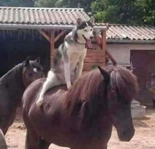 dog riding a horse | image tagged in dogs | made w/ Imgflip meme maker