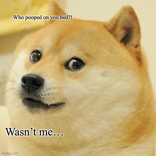 Doge Meme | Who pooped on you bed?! Wasn’t me… | image tagged in memes,doge | made w/ Imgflip meme maker