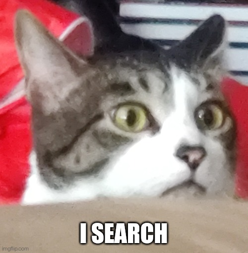 I SEARCH | image tagged in cats | made w/ Imgflip meme maker