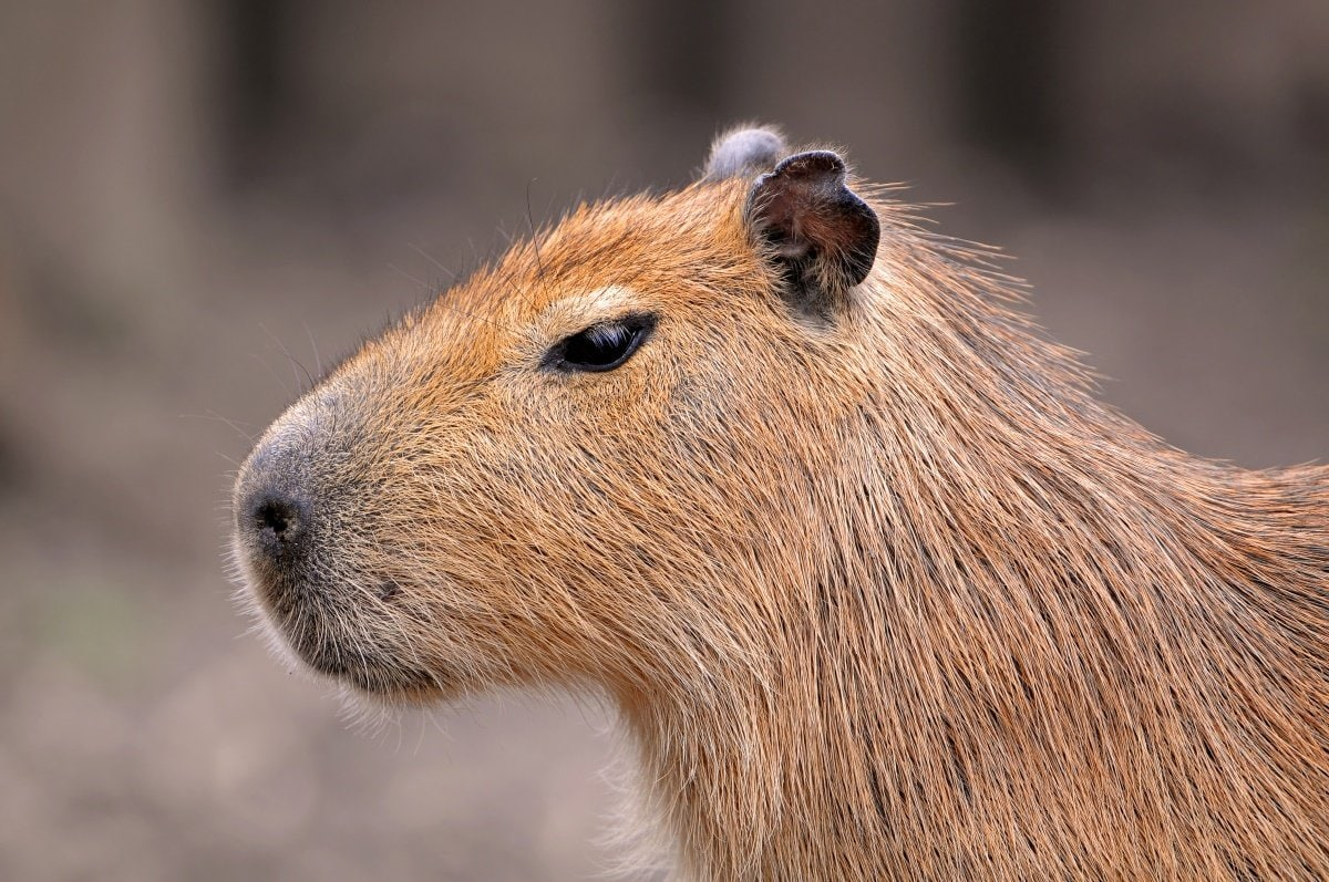 High Quality Capybara Sus Blank Meme Template